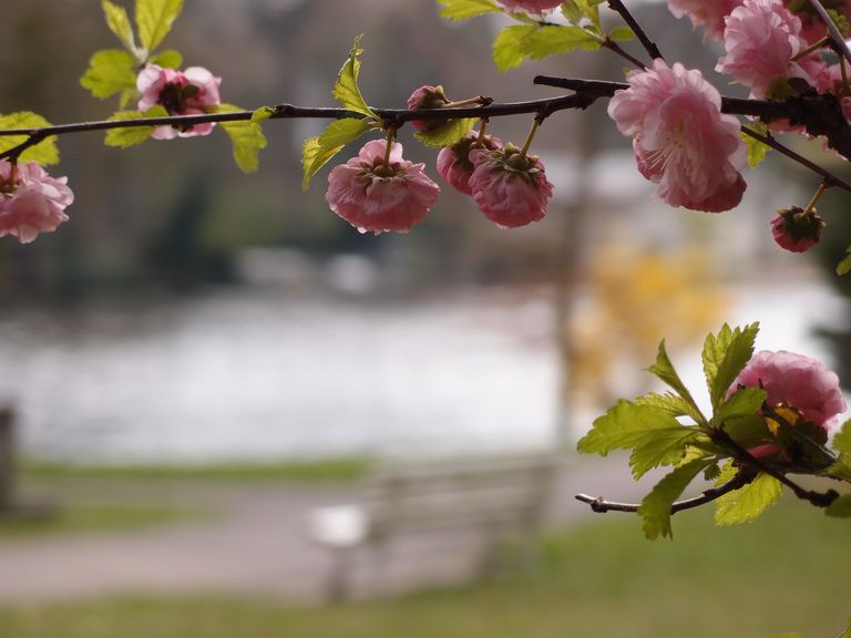 Blüten an einem Strauch - Unterstützen Sie uns mit einer Spende - Diakonie Hospiz Wannsee