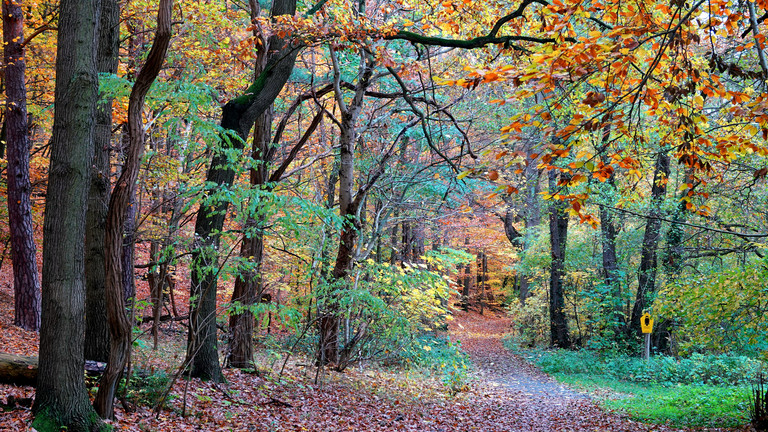 Blick auf einen Waldweg im herbst, goldene Blätter hängen an den Bäumen und säumen den Weg