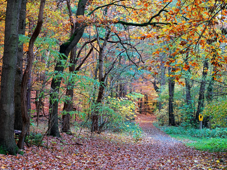 Blick auf einen Waldweg im herbst, goldene Blätter hängen an den Bäumen und säumen den Weg