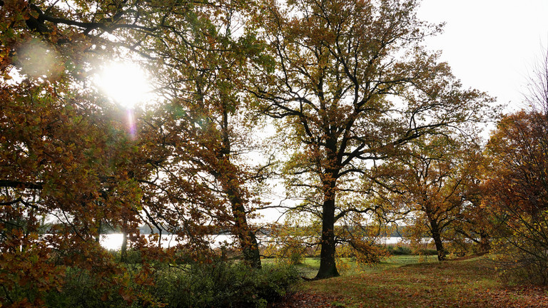 Die Sonne scheint durch herbstliche Bäume an einem See Die Sonne scheint durch herbstliche Bäume an einem See