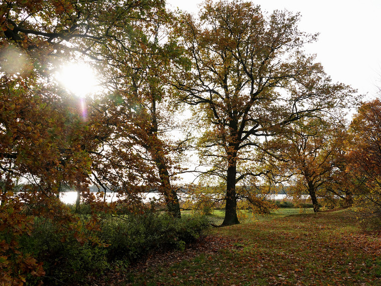 Die Sonne scheint durch herbstliche Bäume an einem See