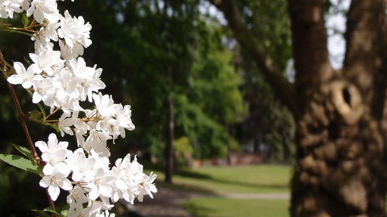 Weiße Blüten an Strauch - Trauerangebote im Diakonie Hospiz Wannsee