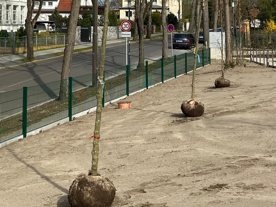 Platzierung neuer Bäume auf dem Gelände, Nachrichten, Diakonie Hospiz Woltersdorf Platzierung neuer Bäume auf dem Gelände, Nachrichten, Diakonie Hospiz Woltersdorf