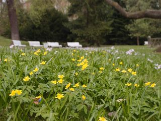 Blumenwiese in Park - Auszeit - Diakonie Hospiz Wannsee