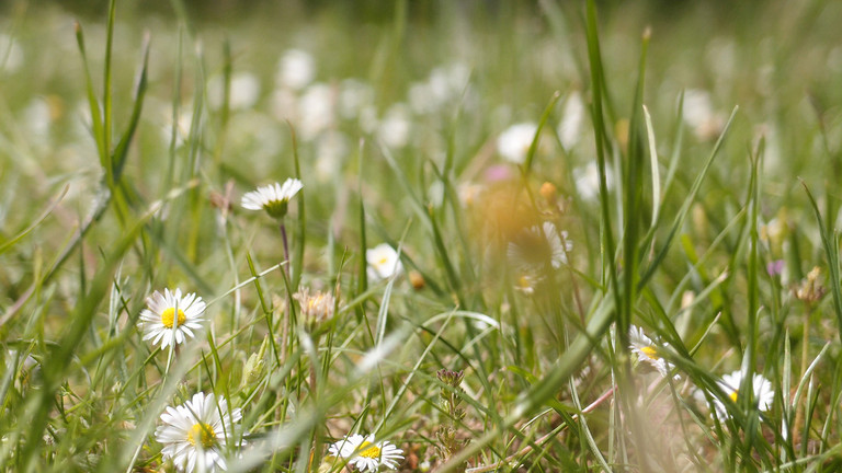 Diakonie Hospiz Wannsee - Veranstaltungen - Trauernagebot - Wiese mit Gänseblümchen